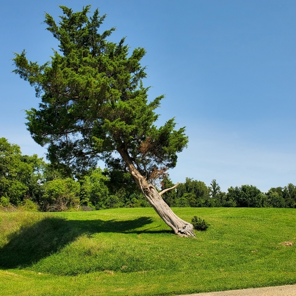 Meet your Posher, Walkidia - Picture 1 of 1